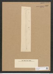 Diatomeae indet. Zeichnungen Sammlung Grunow Nr. 4518 (NHMW-BOT-W0372486)
